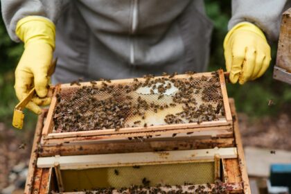 kate middleton beekeeping hobby